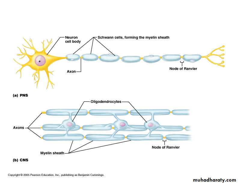 Nervous system docx - رجاء علي محسن - Muhadharaty