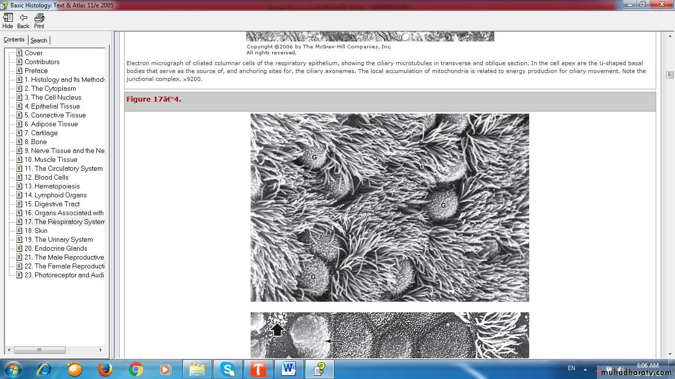 respiratory system pptx - د. زينب - Muhadharaty