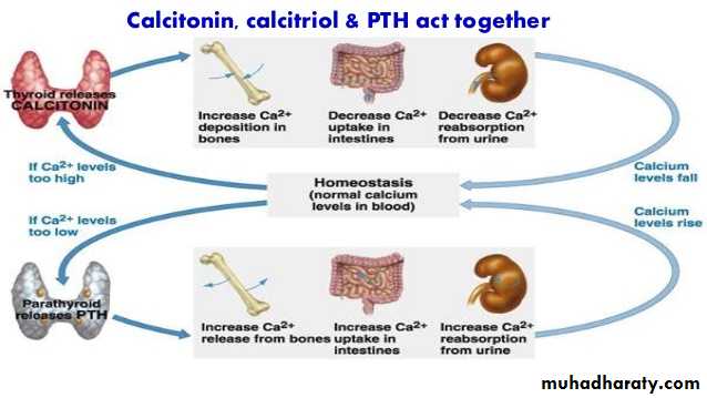 MINERALS METABOLISM docx - سهير عيسى حسين القيسي - Muhadharaty