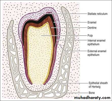 Development Of Teeth Pptx - د. سهير - Muhadharaty