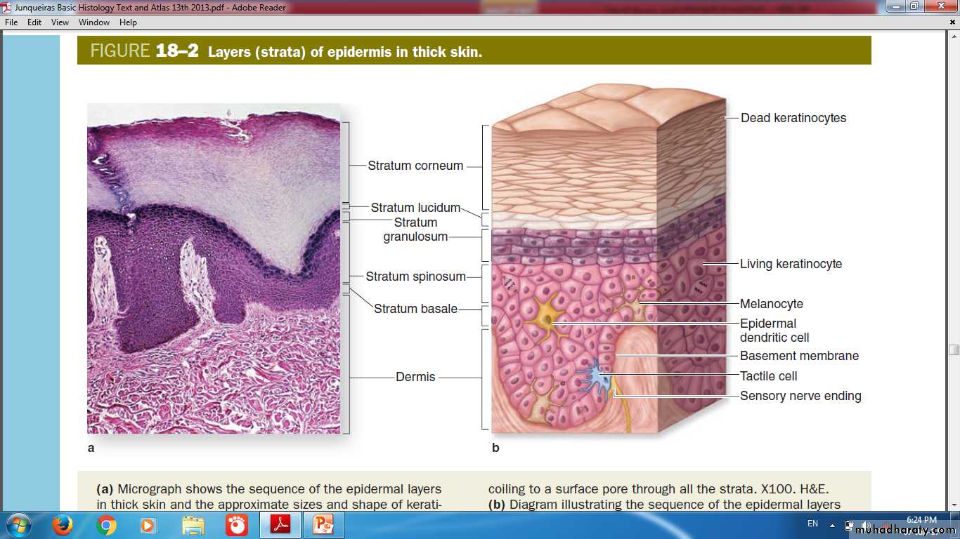 skin-pptx-muhadharaty