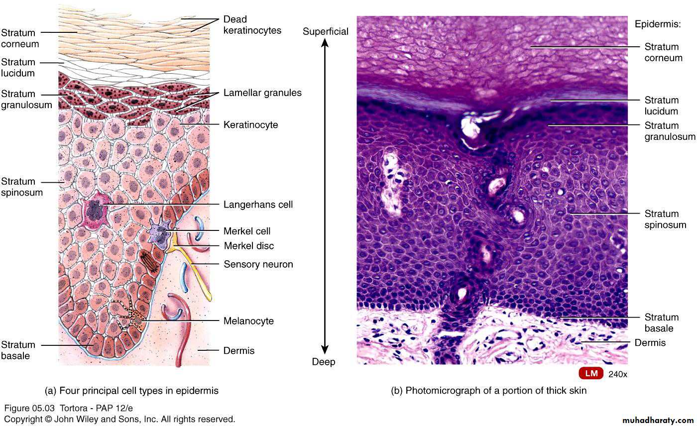 skin pptx - د. حيدر الكفائي - Muhadharaty