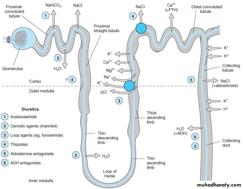 Diuretics بوربوينت pptx - د.قاسم - Muhadharaty