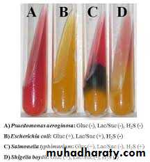 Family enterobacteriaceae بوربوينت pptx - د.انسام - Muhadharaty