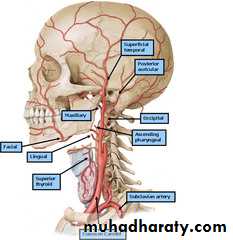 Triangles of the neck pptx - دكتور نجاة نظري - Muhadharaty