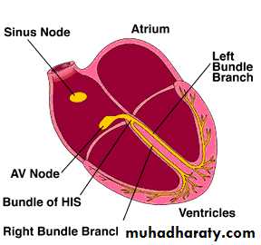 ECG pptx - عملي - Muhadharaty