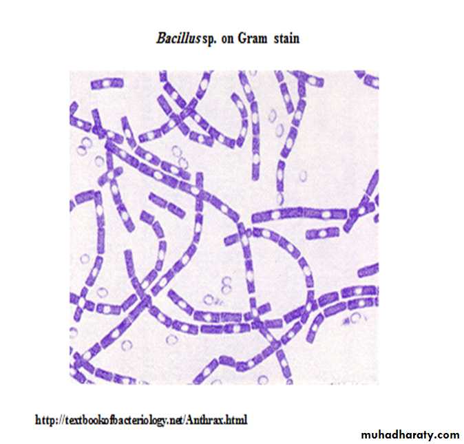 bacillus stearothermophilus gram stain