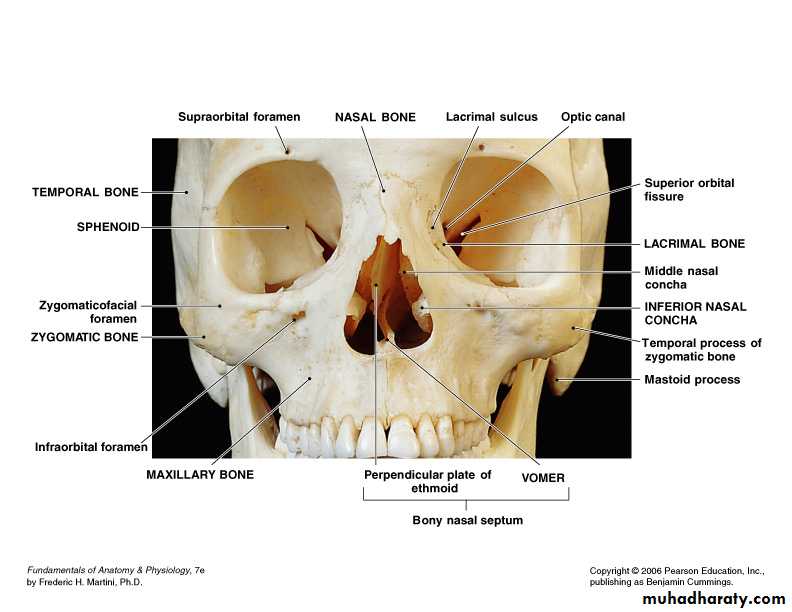 Facial fractures pptx - Dr.Wafaa - Muhadharaty