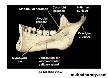 Facial fractures pptx - Dr.Wafaa - Muhadharaty