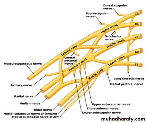 The Root of the neck pptx - دكتور نجاة نظري - Muhadharaty