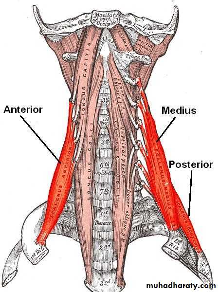 The Root of the neck pptx - دكتور نجاة نظري - Muhadharaty