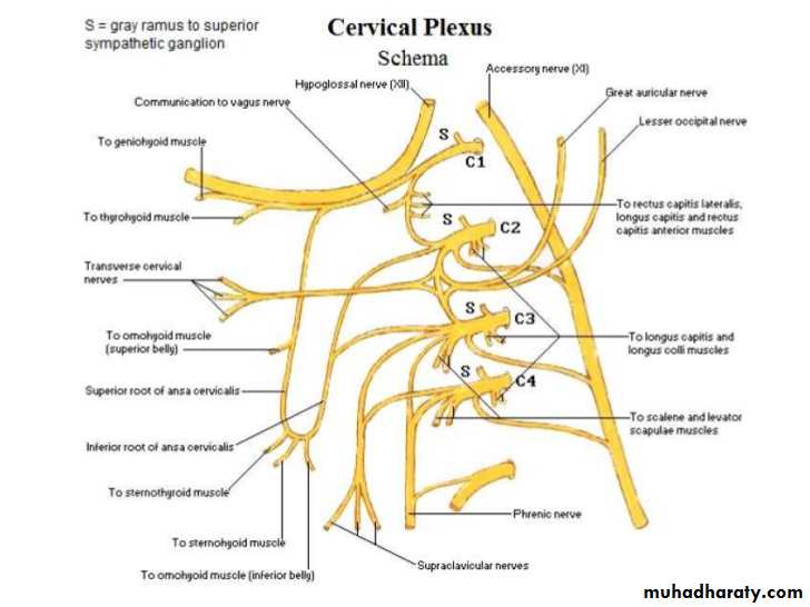 The Root of the neck pptx - دكتور نجاة نظري - Muhadharaty