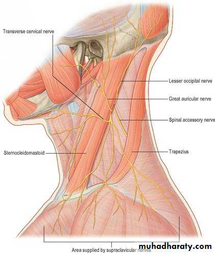 The Root of the neck pptx - دكتور نجاة نظري - Muhadharaty