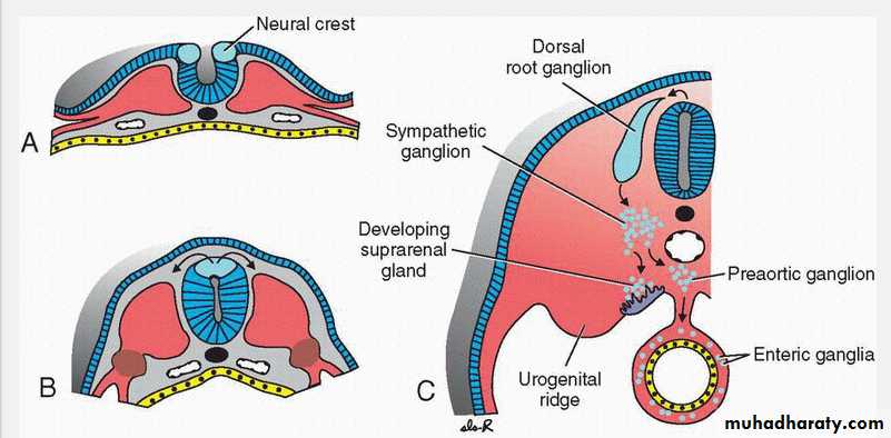 Central nervous system: Soma: The Epicenter of the Central Nervous System -  FasterCapital