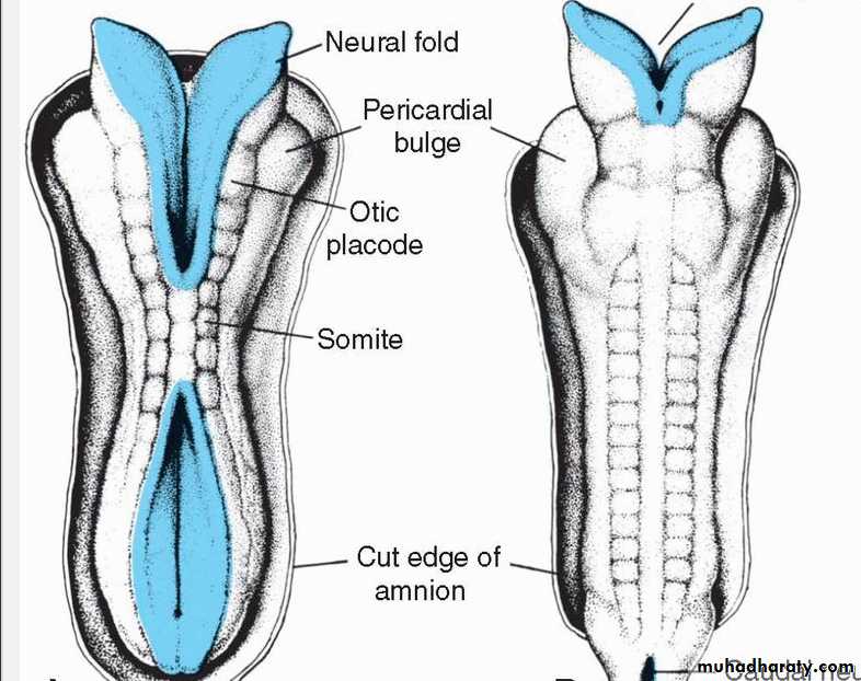 Central nervous system: Soma: The Epicenter of the Central Nervous System -  FasterCapital