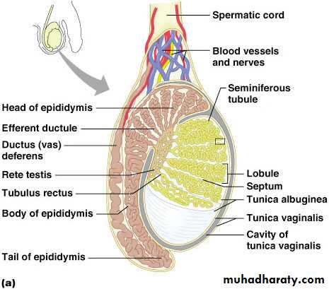 Male Reproductive System Pptx - D. Hameed - Muhadharaty