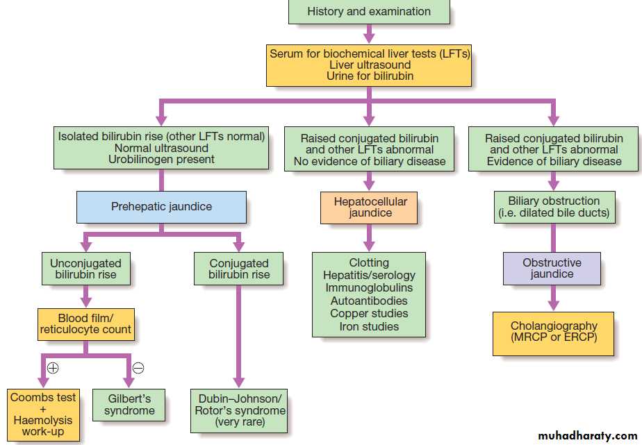 liver and Biliary tract pptx - د. حسين محمد جمعة - Muhadharaty