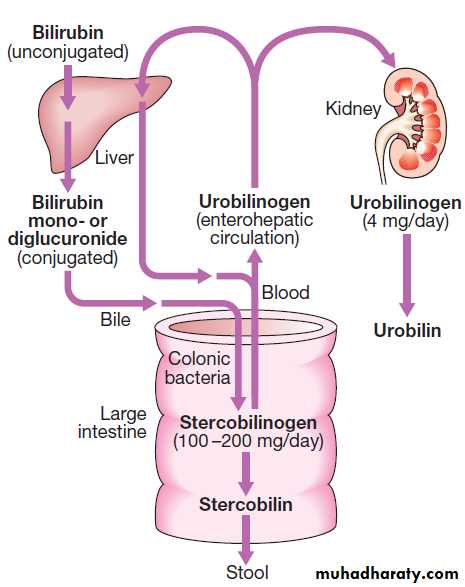 liver and Biliary tract pptx - د. حسين محمد جمعة - Muhadharaty