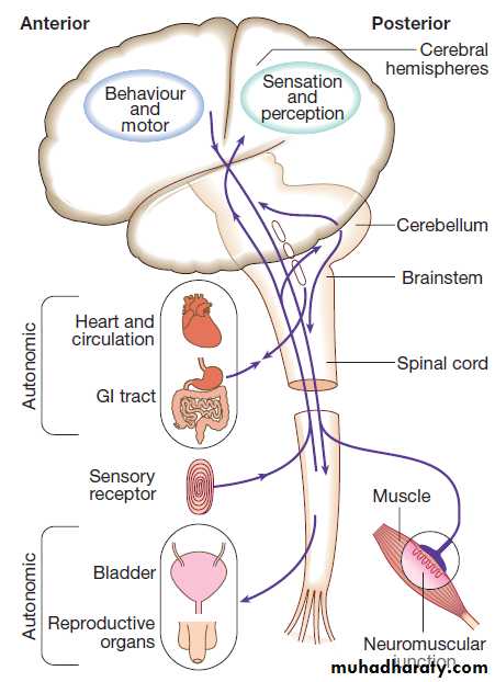 Neurological disease pptx - د. حسين محمد جمعة - Muhadharaty