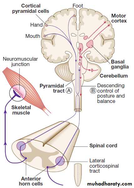 Neurological disease pptx - د. حسين محمد جمعة - Muhadharaty