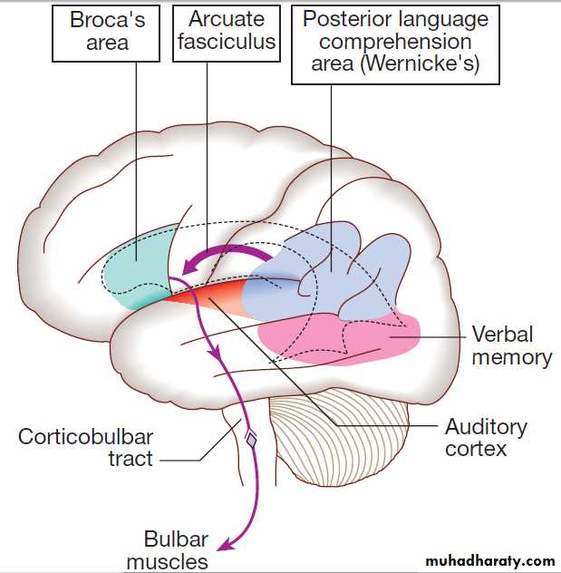 Neurological Disease Pptx - د. حسين محمد جمعة - Muhadharaty