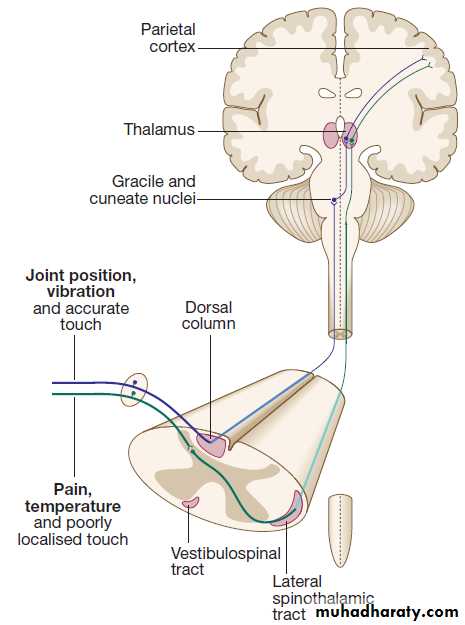 Neurological disease pptx - د. حسين محمد جمعة - Muhadharaty