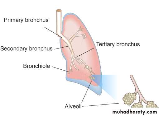 Spirometry LAB pptx - Proff. Amjad Fawzi - Muhadharaty