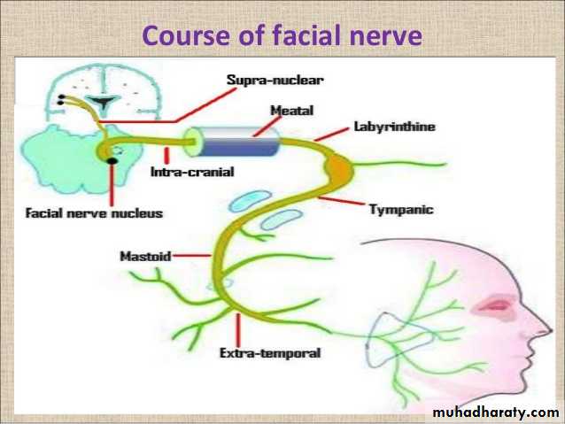 Cranial Nerves pptx - دكتور نجاة نظري - Muhadharaty