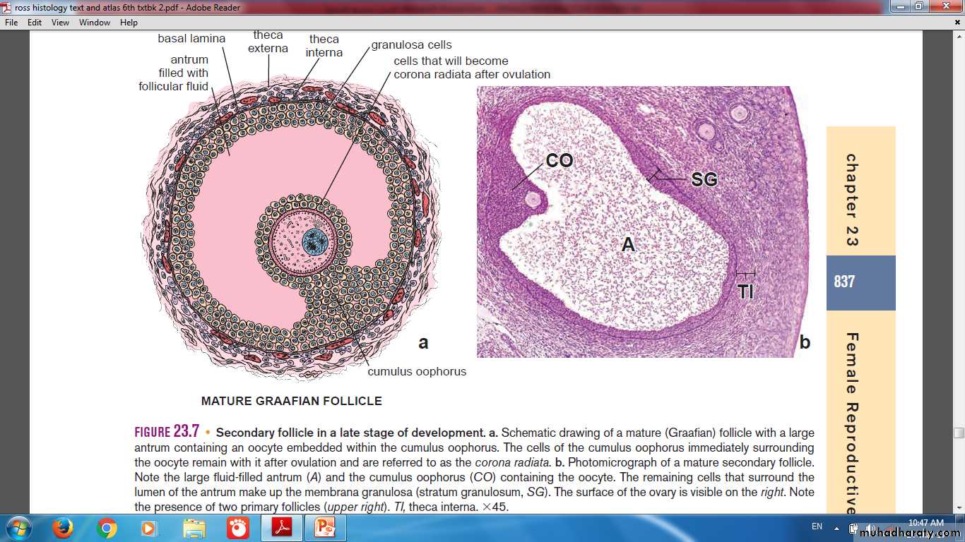 Female reproductive system pptx - د. حيدر الكفائي - Muhadharaty