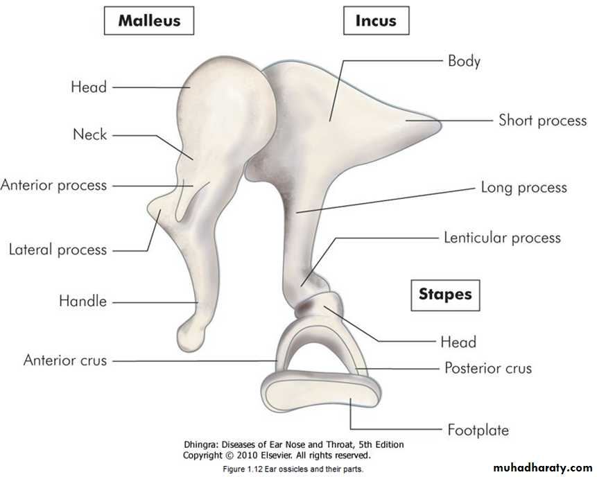 Body neck head leg