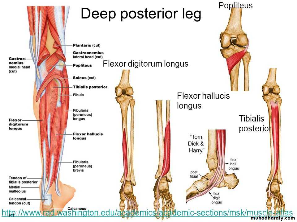 back-of-the-leg-pptx-muhadharaty