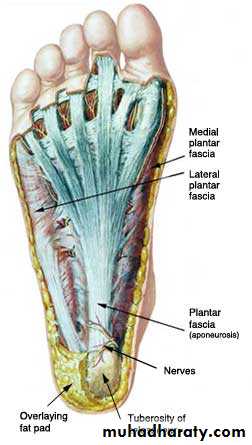 sole of the foot pptx - د.ايمان - Muhadharaty