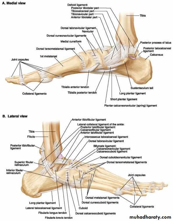 Sole Of The Foot Pptx - د.ايمان - Muhadharaty