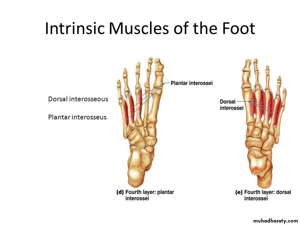 sole-of-the-foot-pptx-muhadharaty