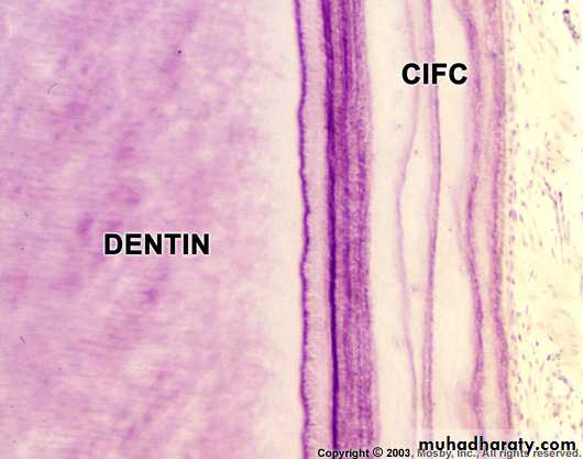 Oral histology pptx - د. سارة - Muhadharaty