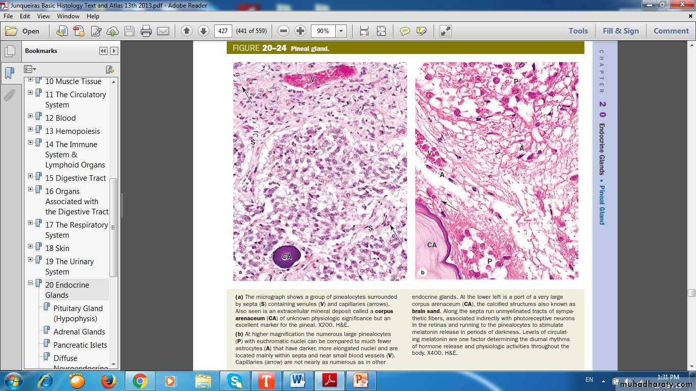 Histology guide