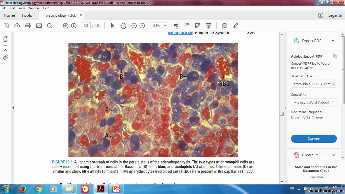 Endocrine histology pptx - د. حيدر الكفائي - Muhadharaty