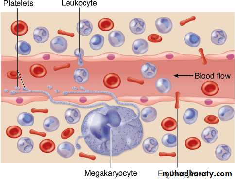 blood pptx - د.عبير - Muhadharaty