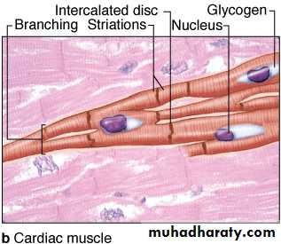 Muscle pptx - د.عبير - Muhadharaty