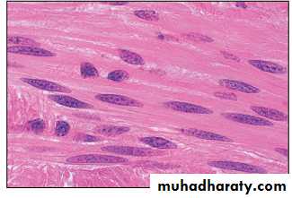 Muscle pptx - د.عبير - Muhadharaty