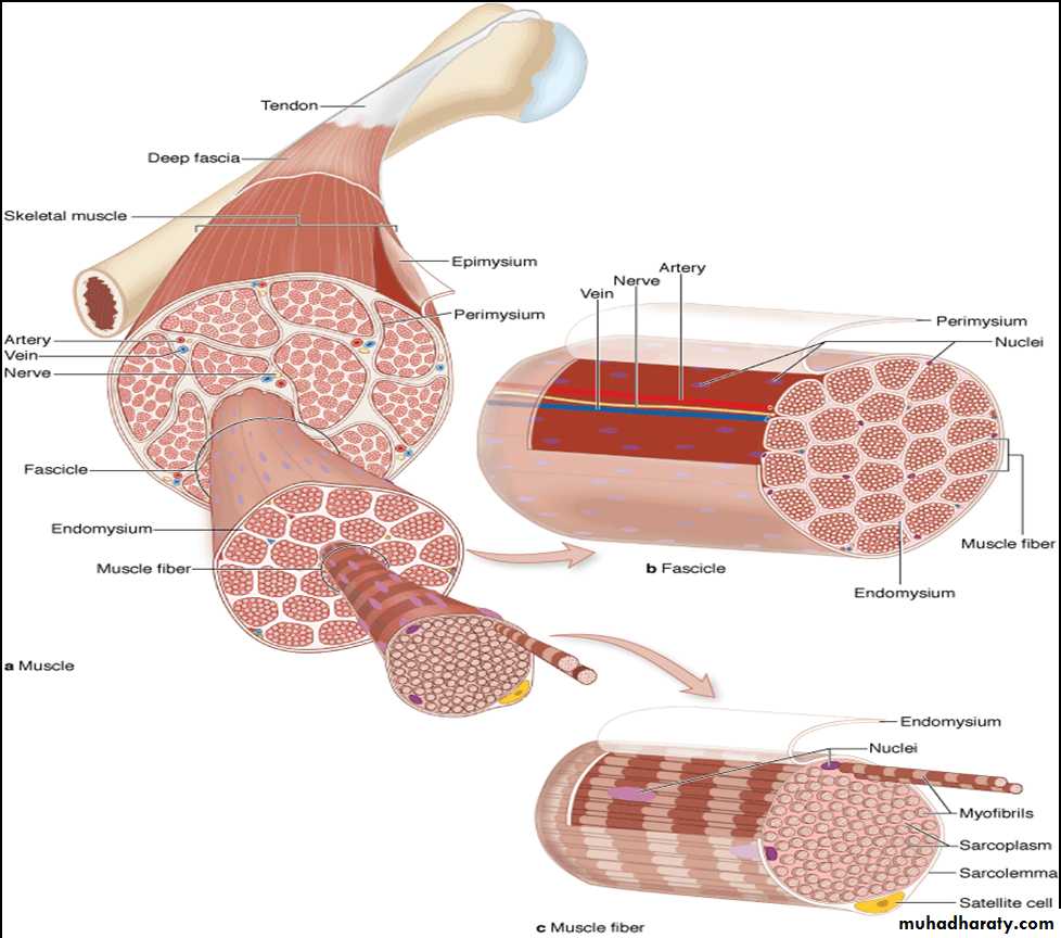 Muscle pptx - د.عبير - Muhadharaty