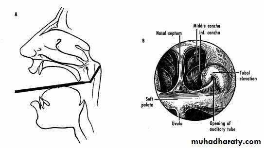 ENT pptx - عملي - Muhadharaty