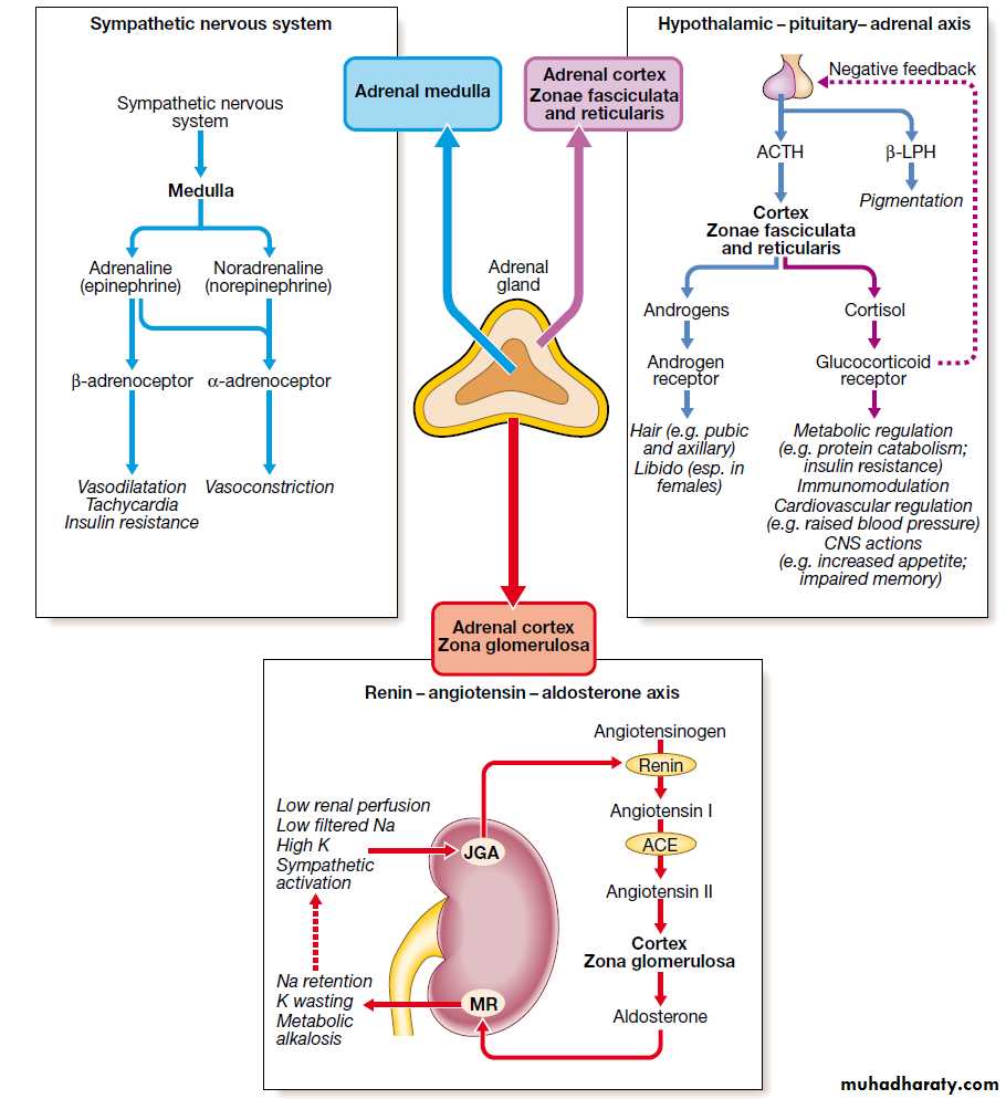 Adrenal gland pptx - د.حيدر فاضل - Muhadharaty