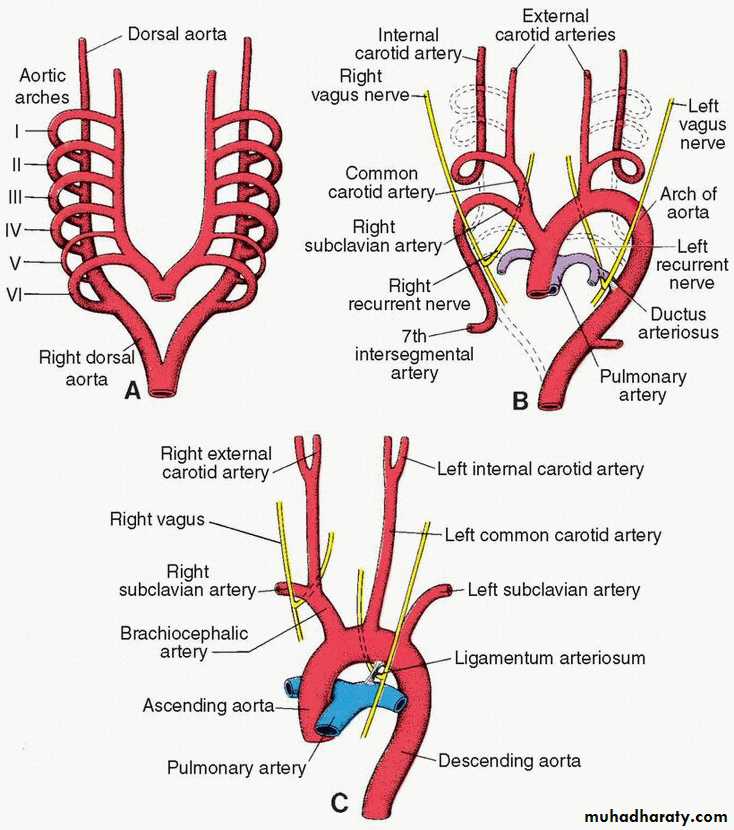 Cardiovascular System ppt pptx - هيثم علي الصايغ - Muhadharaty