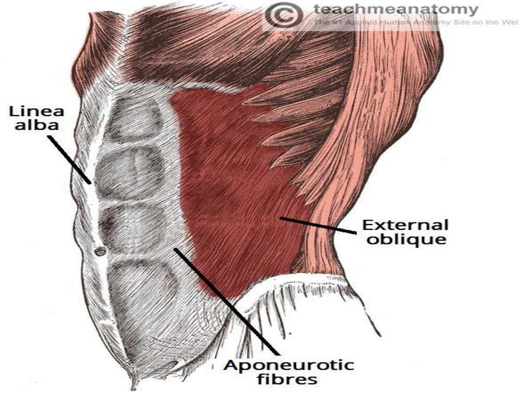 anterior wall and INGUINAL REGION pdf - Prof.Dr.Alhubaity Abdominal ...