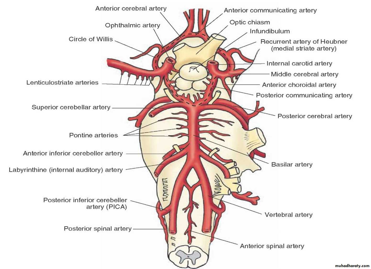 Артериальный круг. Базилярная артерия анатомия. Arteria basilaris анатомия. Артерии ствола головного мозга. Анатомия артерий вертебробазилярного бассейна.