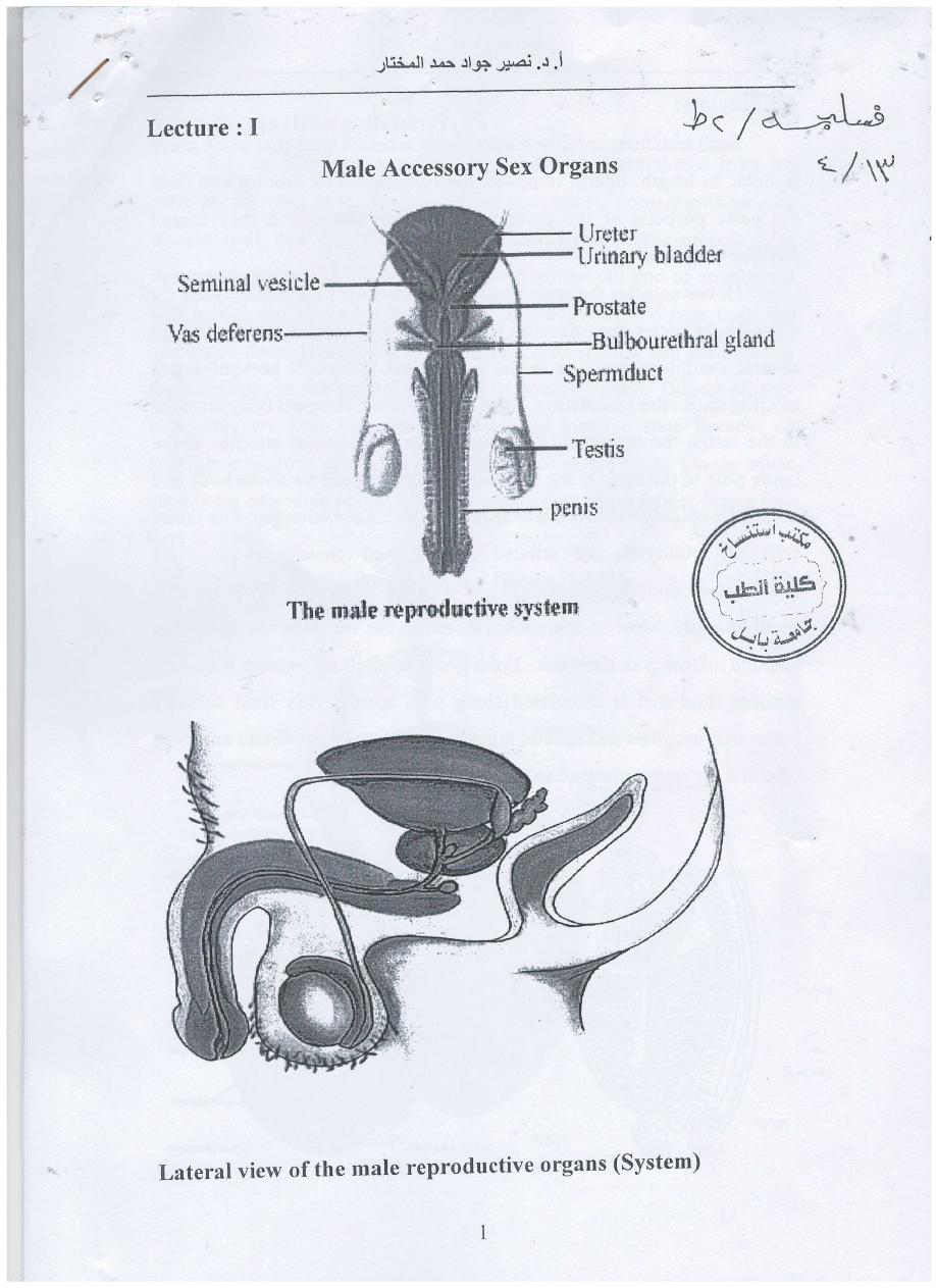 male reproductive system pdf - نصير جواد حمد المختار - Muhadharaty