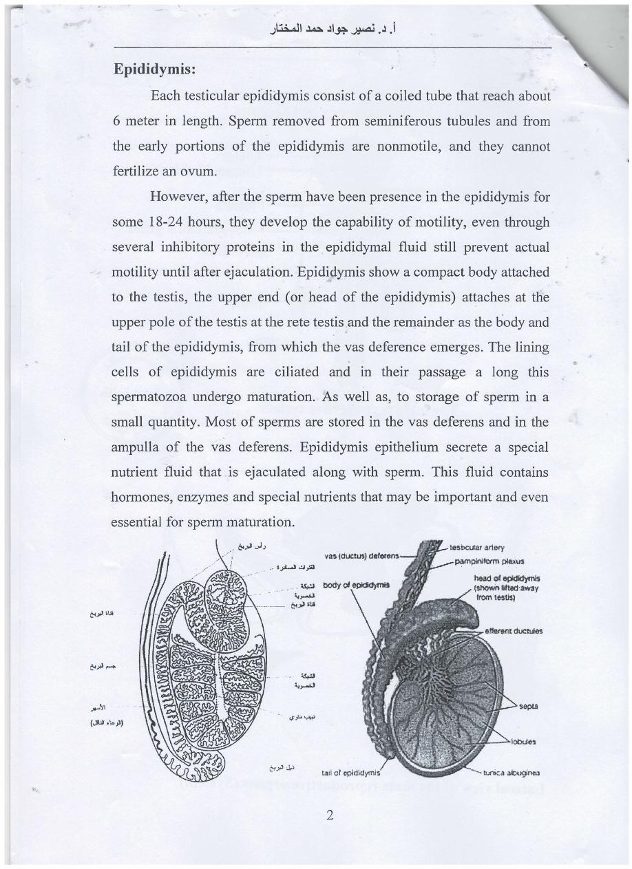 male reproductive system pdf - نصير جواد حمد المختار - Muhadharaty