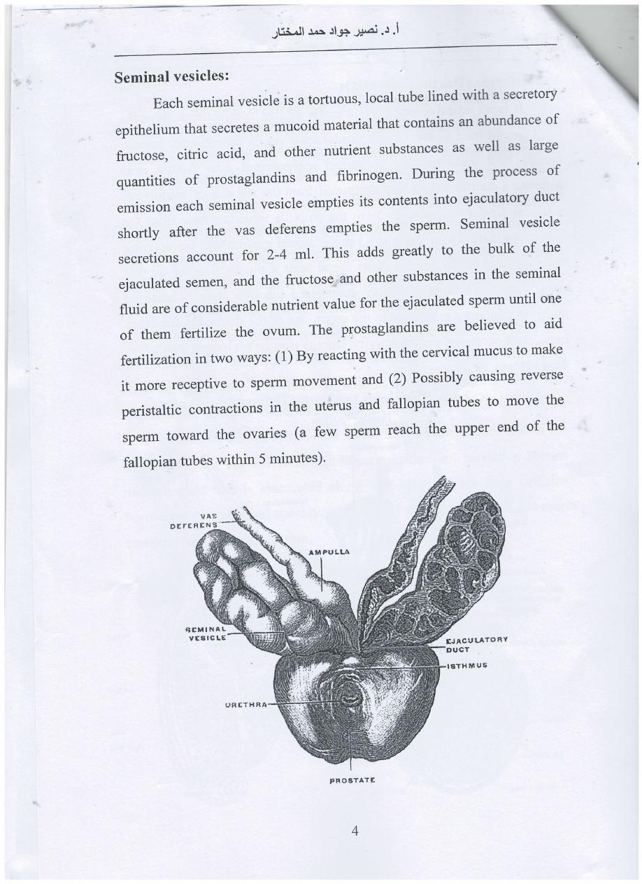 male reproductive system pdf - نصير جواد حمد المختار - Muhadharaty