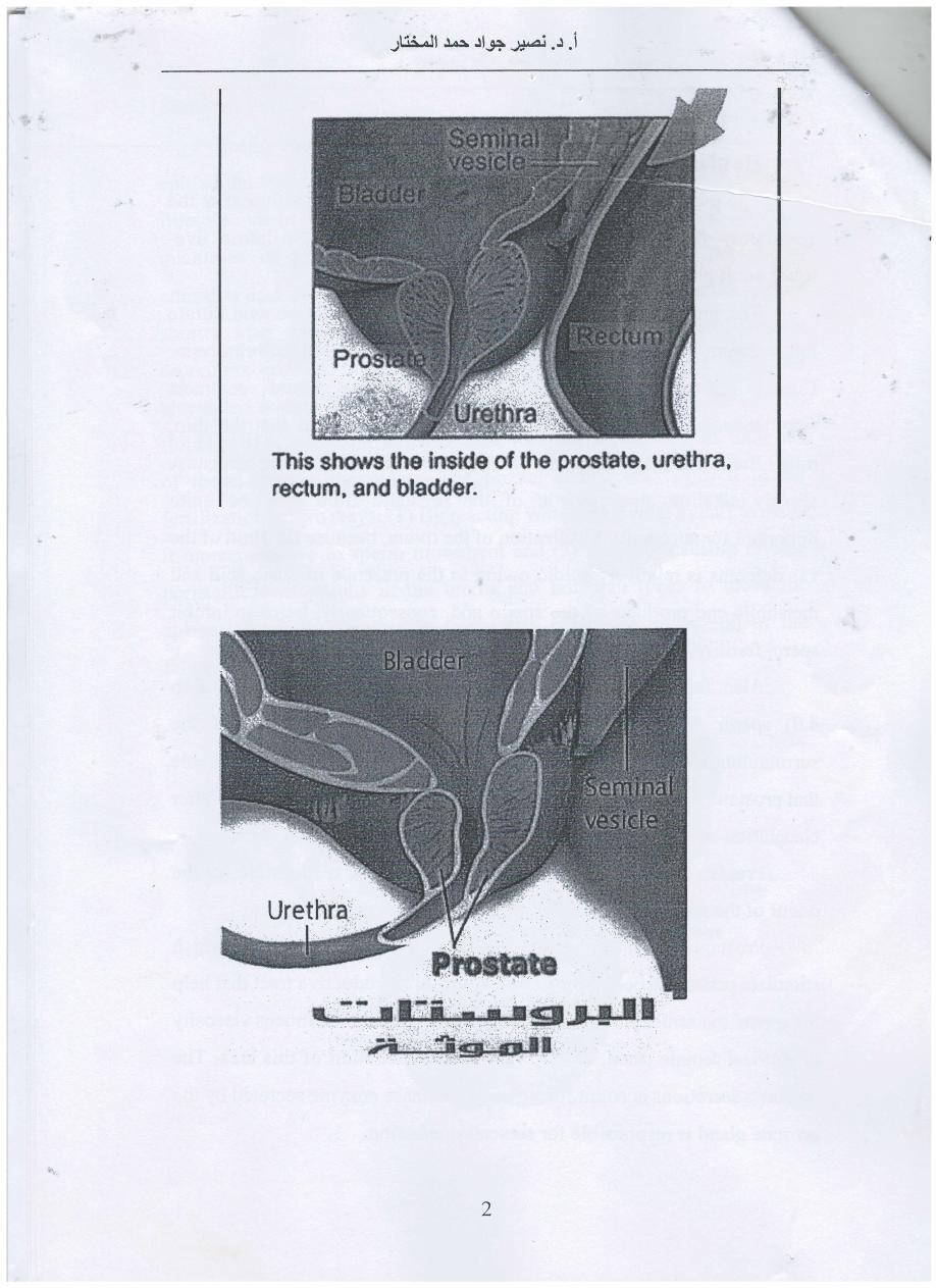 male reproductive system pdf - نصير جواد حمد المختار - Muhadharaty